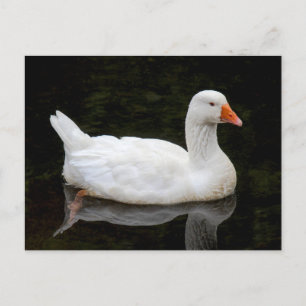 Cartão Postal Ganso Tcheco. Roath Park Lake, Cardiff, Gales