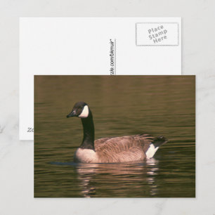 Cartão postal - Ganso Tranquilo