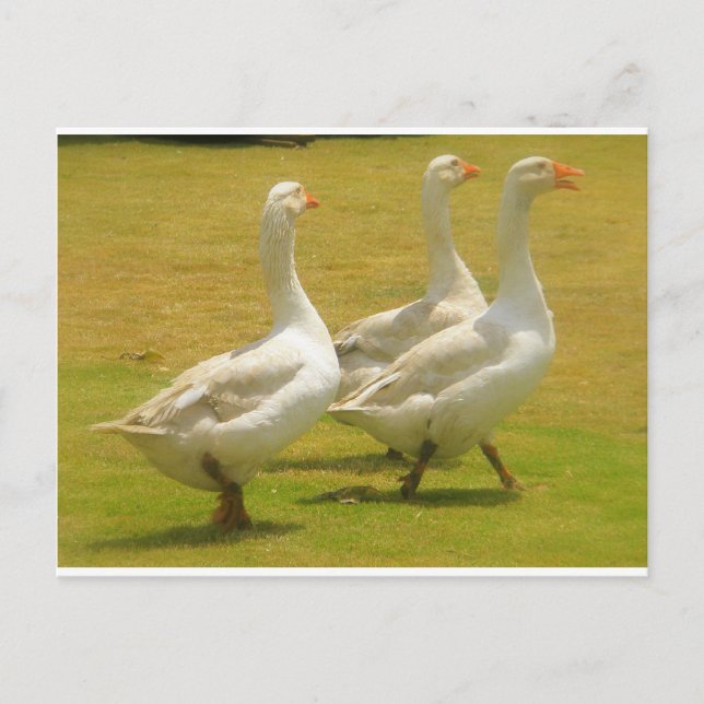 Cartão Postal gansos (Frente)