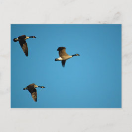 Cartão Postal Gansos canadenses