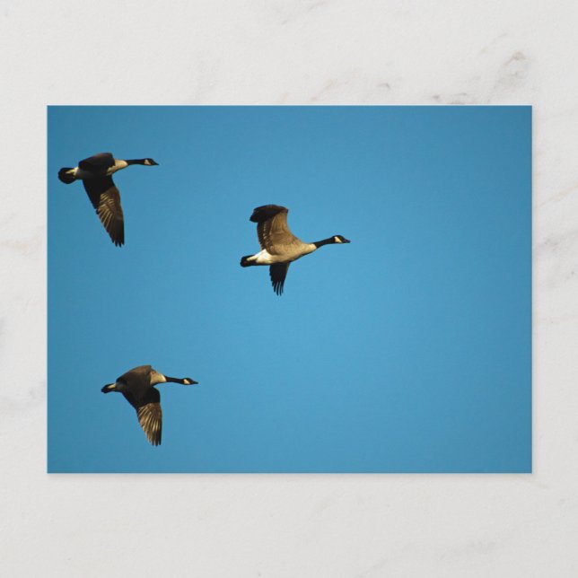 Cartão Postal Gansos canadenses (Frente)