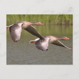 Cartão Postal Gansos canadenses