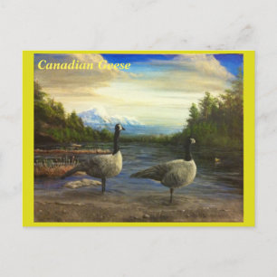 Cartão Postal Gansos canadenses no Lago Beaver. -cartão postal