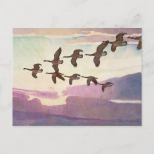 Cartão Postal Gansos do Canadá em Primavera por Newell Convers W