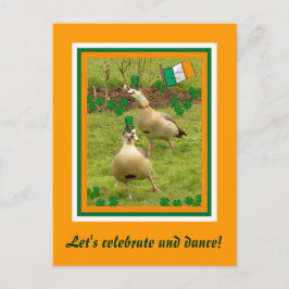 Cartão Postal Gansos fazem dança irlandesa