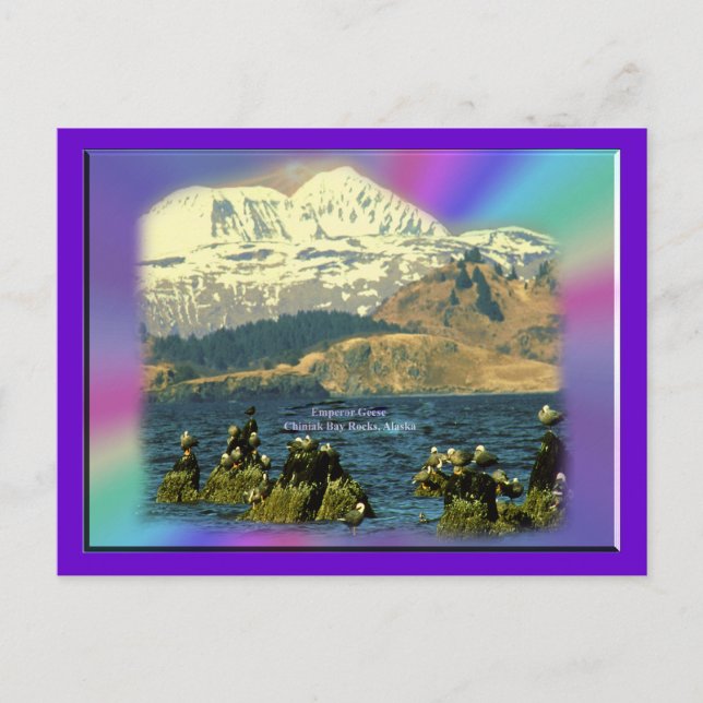 Cartão Postal Gansos Imperadores na Baía de Chiniak perto de Chi (Frente)