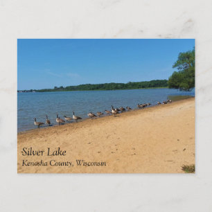 Cartão Postal Gansos no Silver Lake, Postcard de Wisconsin