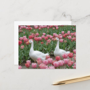 Cartão Postal Gansos num Amante de os animais de Prado Rosa