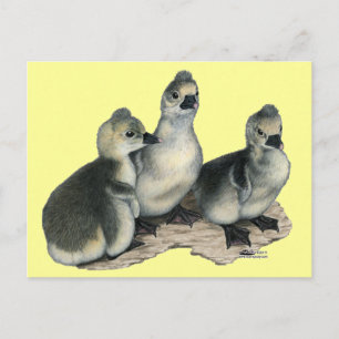 Cartão Postal Gansos Pequenos Tufted Toulouse