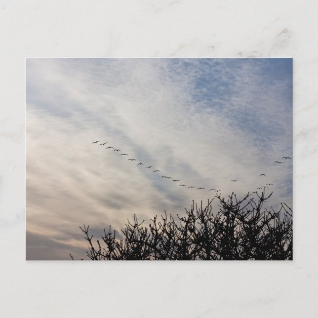 Cartão Postal Gansos voadores (Frente)
