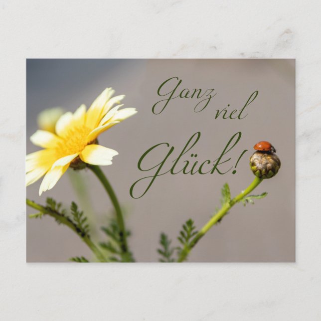 Cartão Postal Ganz viel Glück - mit Marienkäfer! (Frente)