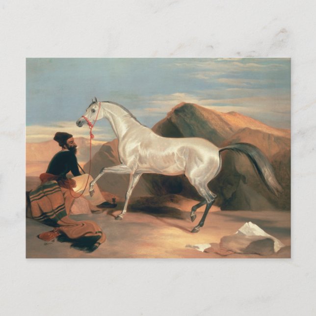 Cartão Postal Garanhão Árabe (Frente)