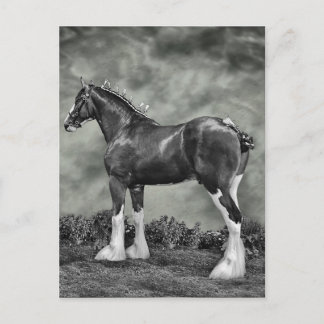 Cartão Postal Garanhão B&W de Clydesdale
