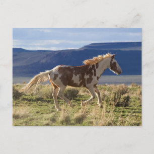 Cartão Postal Garanhão Correndo, Montanhas Steens, Oregon