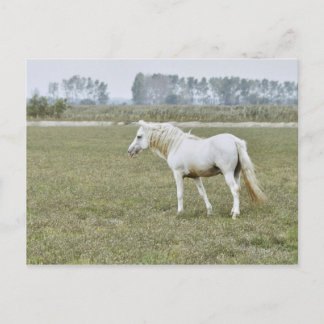 Cartão Postal garanhão de Camargue
