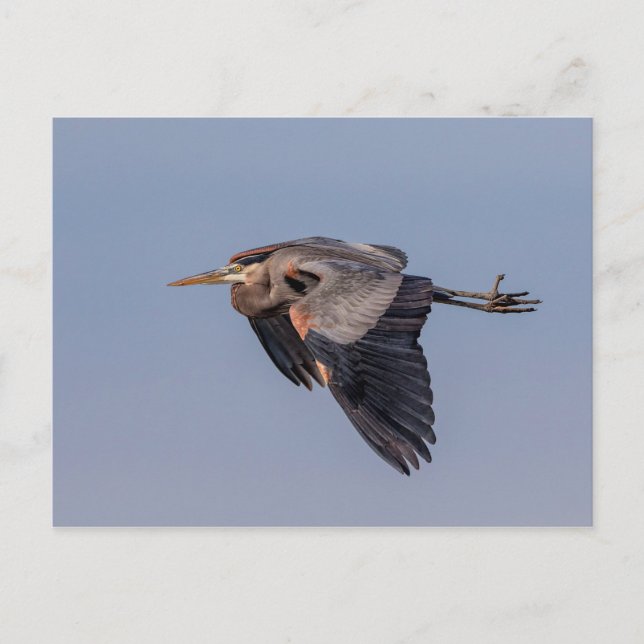 Cartão Postal Garça Azul-Grande em voo (Frente)