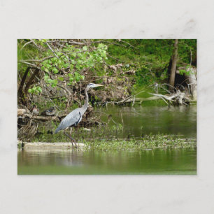 Cartão Postal Garça Azul Grande natureza vida selvagem rio Tenne