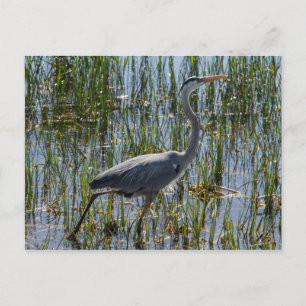 Cartão Postal Garça-azul-grande Pássaro Pântano