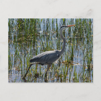 Cartão Postal Garça-azul-grande Pássaro Pântano