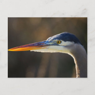 Cartão Postal Garça Azul-Grande, retrato aproximado