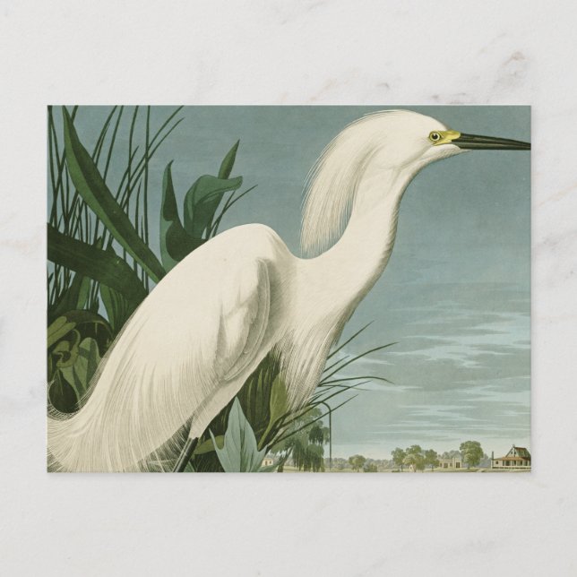 Cartão Postal Garça Branca de Audubon Ave de Passarinhos (Frente)
