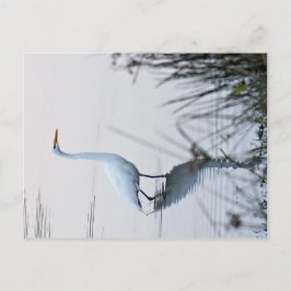 Cartão Postal Garça-branca-grande