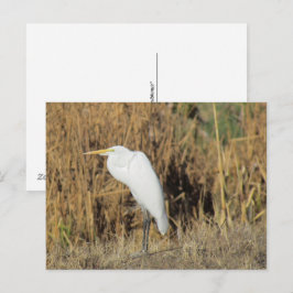 Cartão postal - Garça na grama