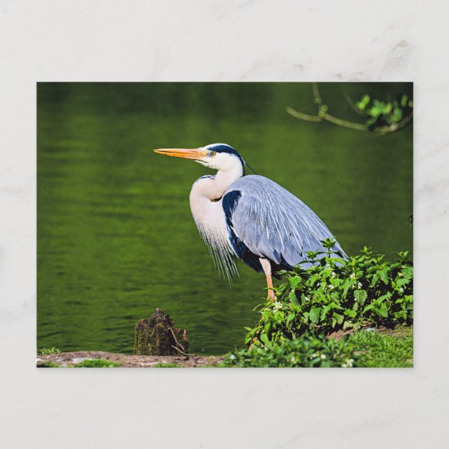 Cartão Postal Garça-real (Frente)