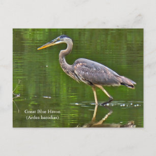Cartão Postal Garça-real (Ardea herodias)
