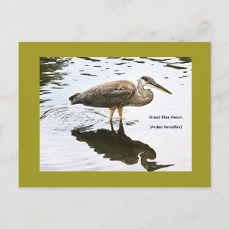 Cartão Postal Garça-real (Ardea herodias)