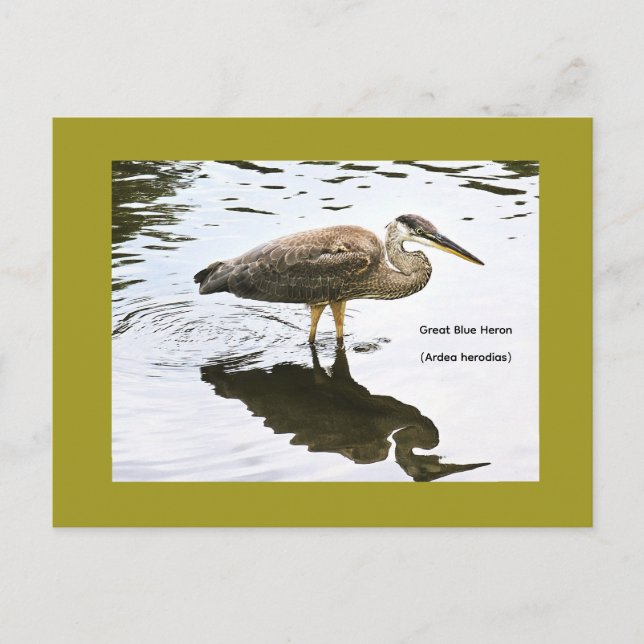 Cartão Postal Garça-real (Ardea herodias) (Frente)