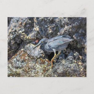 Cartão Postal Garça-real-coquete, Ilhas Galápagos