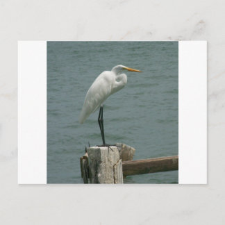 Cartão Postal Garça-real de Florida