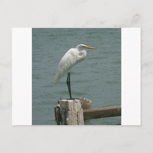 Cartão Postal Garça-real de Florida (Frente)