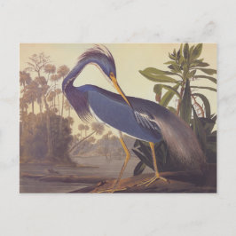 Cartão Postal Garça-real do Louisiana de Audubon ou garça-real