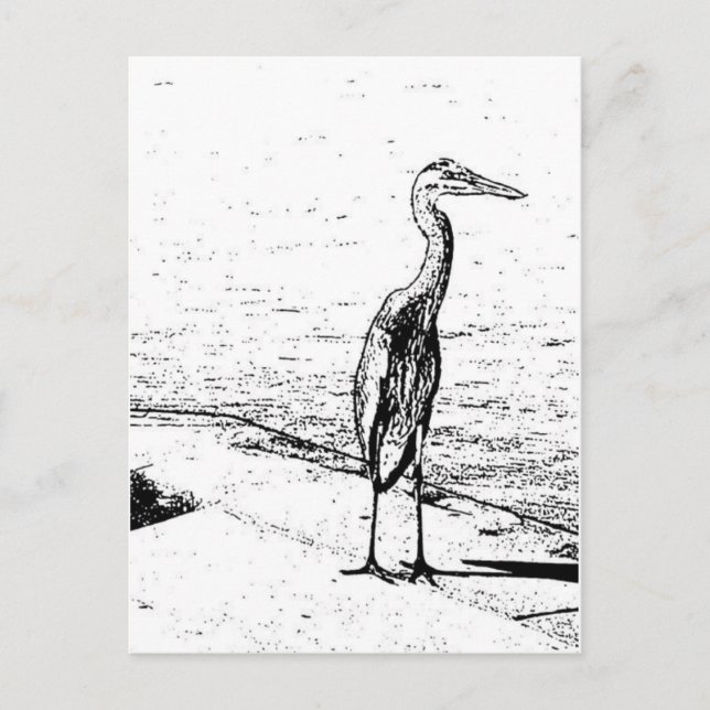 Cartão Postal Garça-real na tinta (Frente)