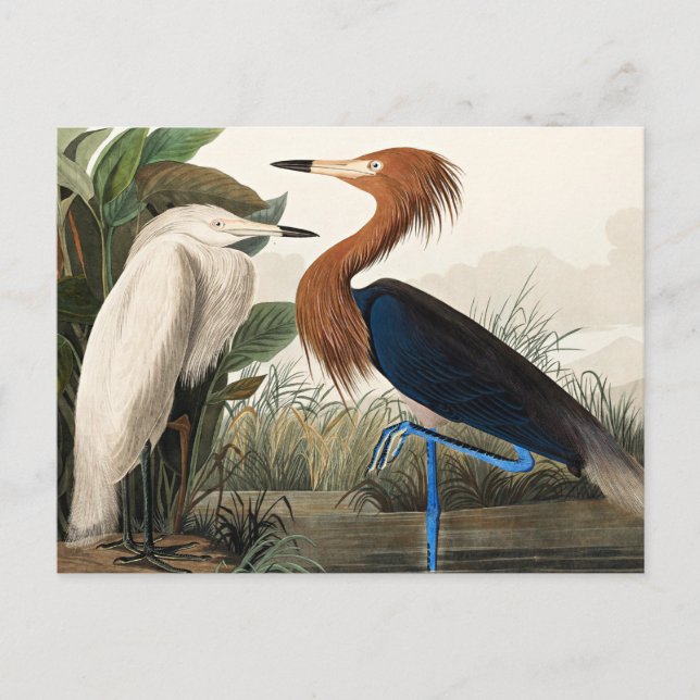 Cartão Postal Garça-roxa - Audubon (Frente)