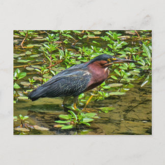 Cartão Postal Garça-verde (Butorides virescens)