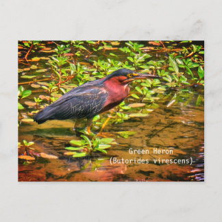 Cartão Postal Garça-verde (Butorides virescens)