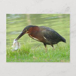 Cartão postal Garça-verde com peixe