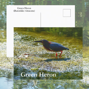 Cartão Postal Garça-verde Fotografia de Aves nas Águas dos Everg