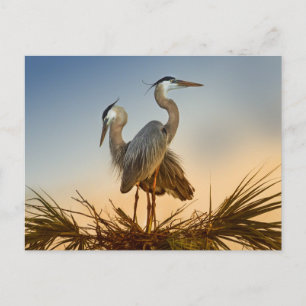 Cartão Postal Garças Azuis Grandes ao Nascer do Sol