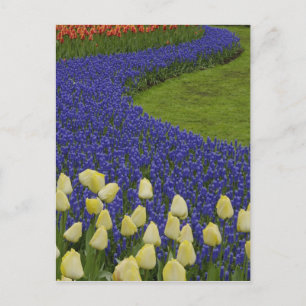 Cartão Postal Garden pattern of Grape Hyacinth flowers and 2