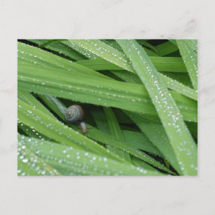 Cartão Postal Garden Snail