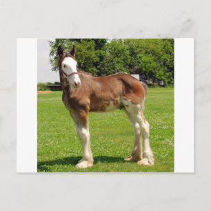 Cartão Postal garfo clydesdale