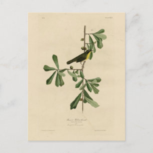 Cartão Postal Garganta amarela de Roscoe, Aves da América de Aud