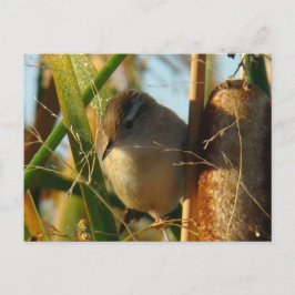 Cartão Postal Garinha-do-banhado B3