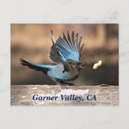 Cartão Postal Garner Valley, CA Postcard