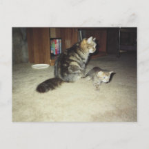 Gata-mãe com gatinho