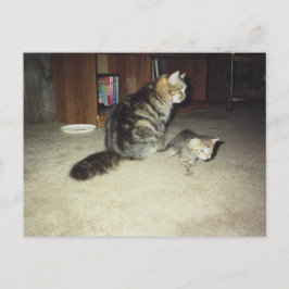 Cartão Postal Gata-mãe com gatinho